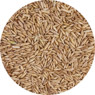 barley