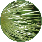 saw_palmetto